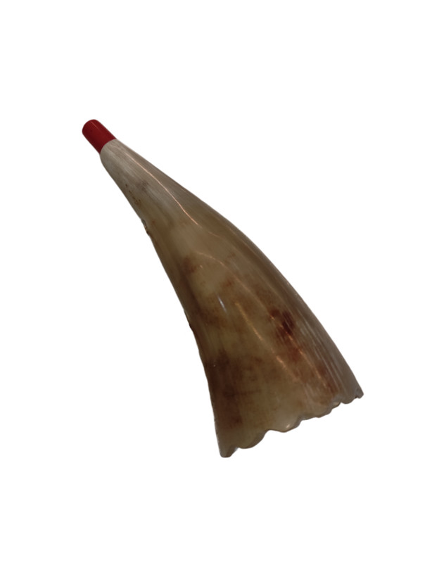 شیپور شاخ